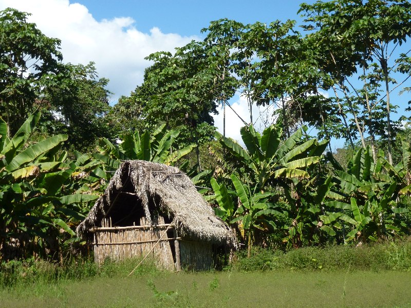 Dschungel-Hütte
