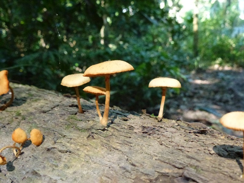 Pilze im Dschungel