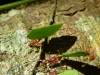 Blattschneide Ameisen