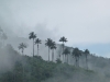 Palmen im Nebel