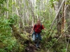 Urwald südlich von Punta Arenas