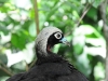 Vogelpark Iguazu