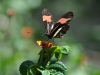 iguazu-brasilien-Schmetterling