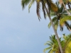 Palmenstrand in der Karibik