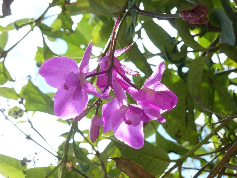 pozuzo-Orchidee