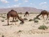 Kamele in Tunesien