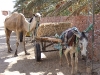 Parkplatz für Esel und Kamel