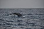 Orcas sind Delfine!