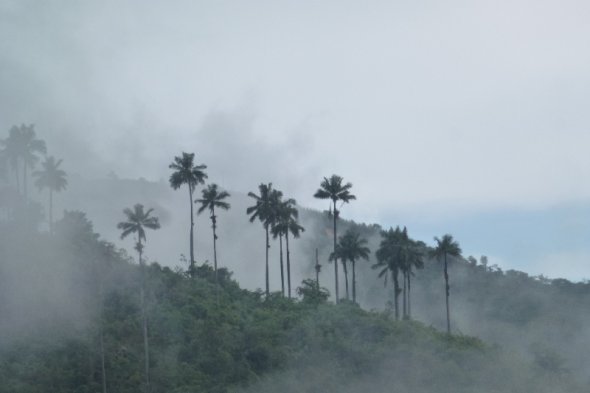 Palmen im Nebel