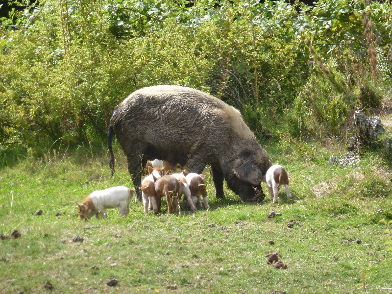 glückliche Schweine