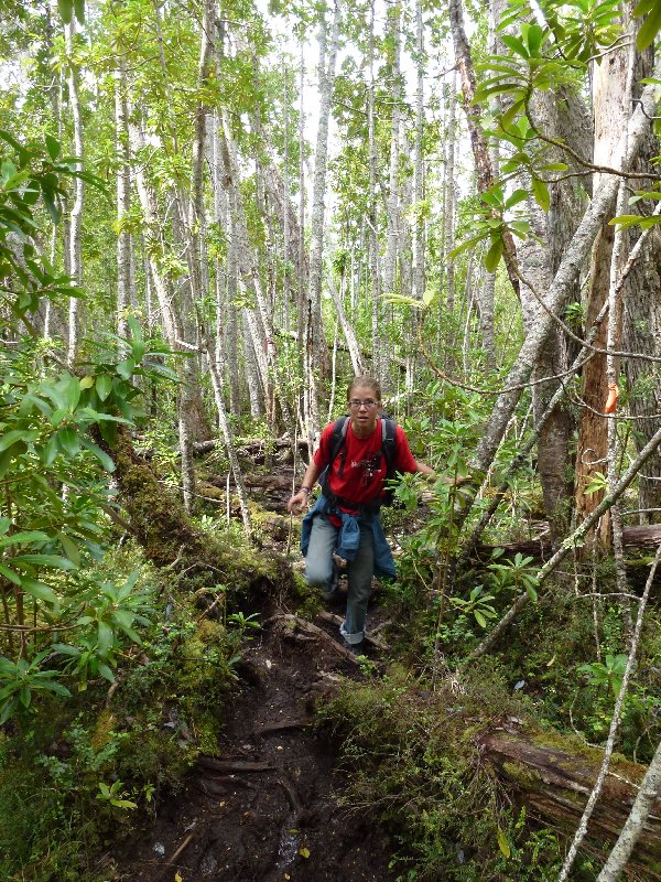 Urwald südlich von Punta Arenas