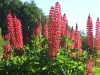 Lupinen in Ushuaia