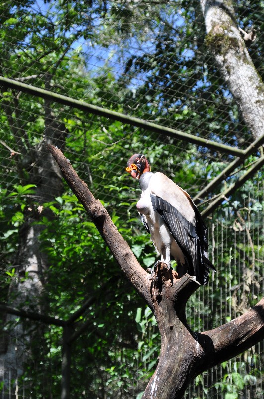 iguazu-brasilien-02