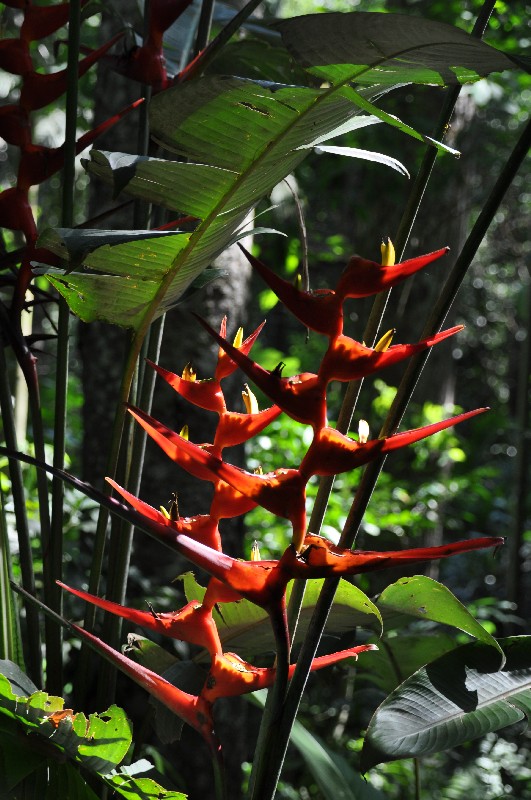 iguazu-brasilien-03