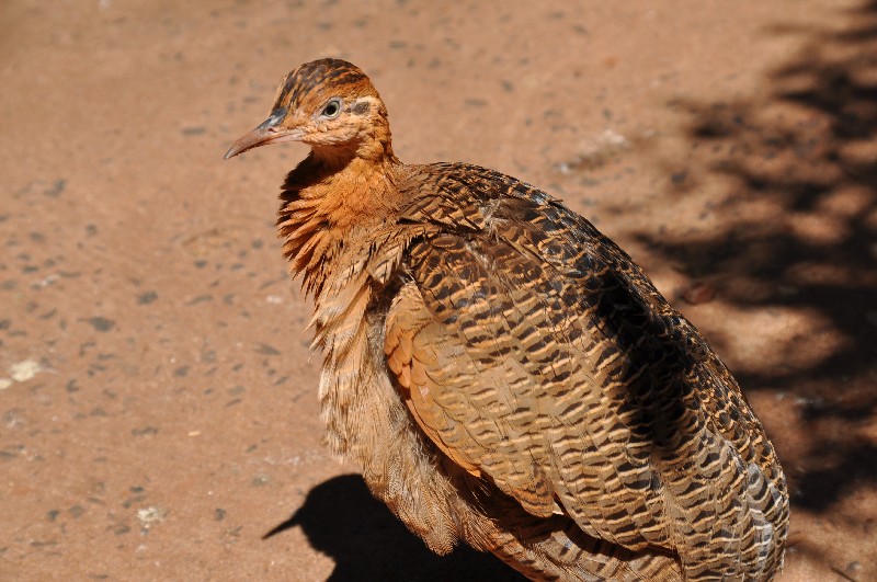 iguazu-brasilien Vogelpark