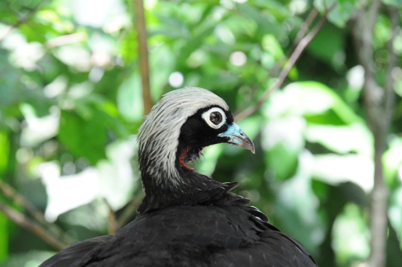 Vogelpark Iguazu