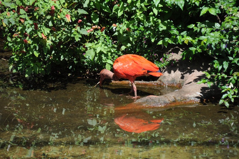 iguazu-brasilien-22