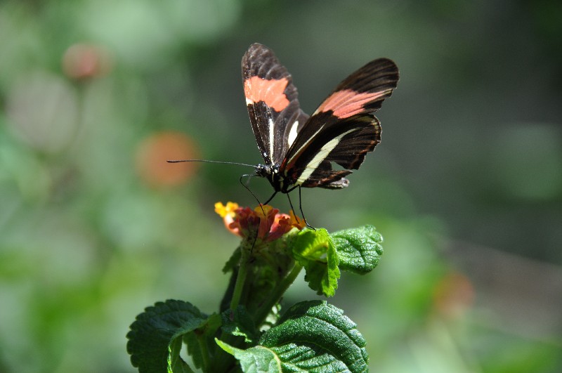 iguazu-brasilien-Schmetterling