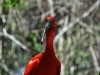 iguazu-brasilien-07