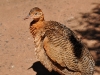 iguazu-brasilien Vogelpark