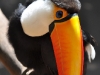 Tucan  von Vorne