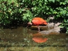 iguazu-brasilien-22