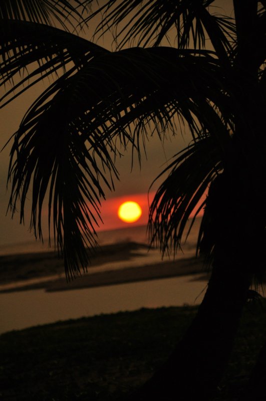 Sonnenuntergang hinter Palmen