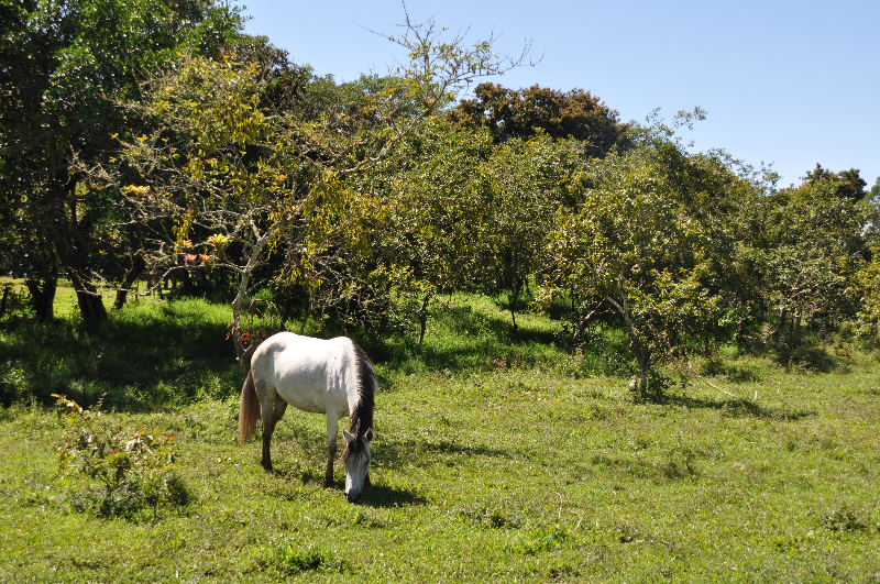 San Agustín