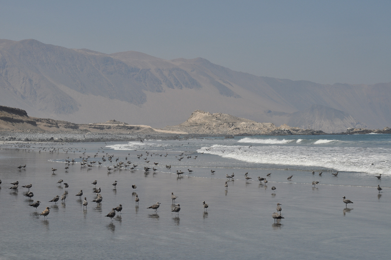 Pazifikstrand in Nordchile