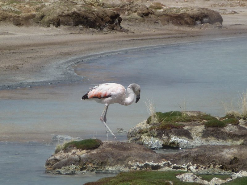 Flamingo in heisser Quelle