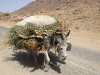 Transportesel in Marokko