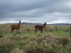 Alpacas