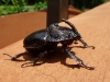 Riesen Käfer