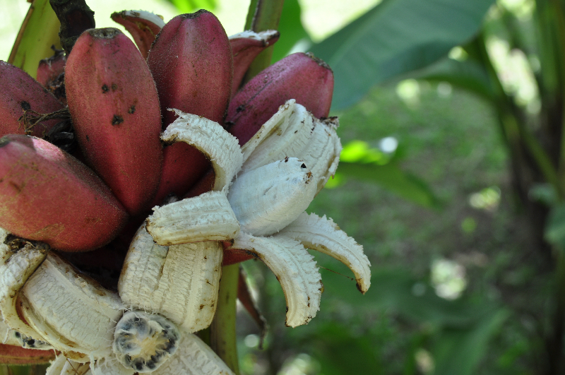 Gartenbanane