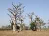 Baobabs