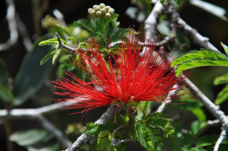 rotes Blüte