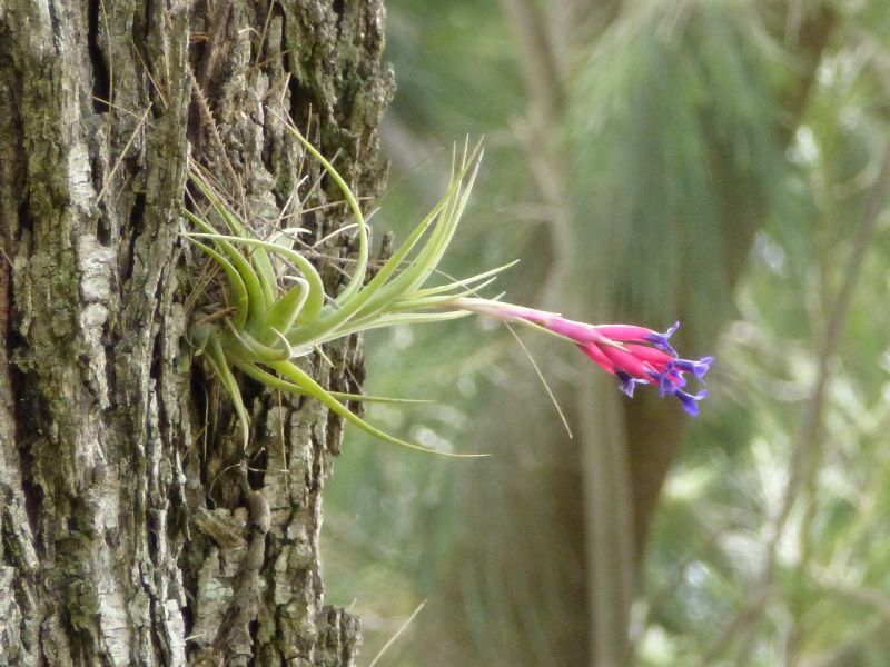 Mauerblümchen