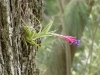 Mauerblümchen